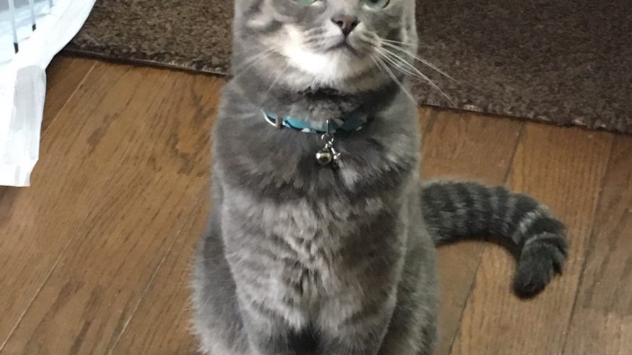 ルミさんの猫ちゃん